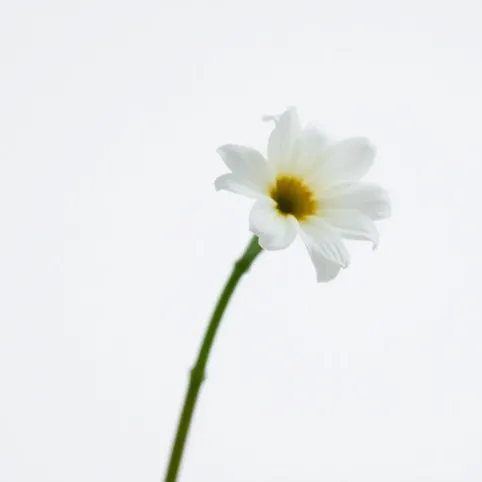 Jak suszyć tynki gipsowe